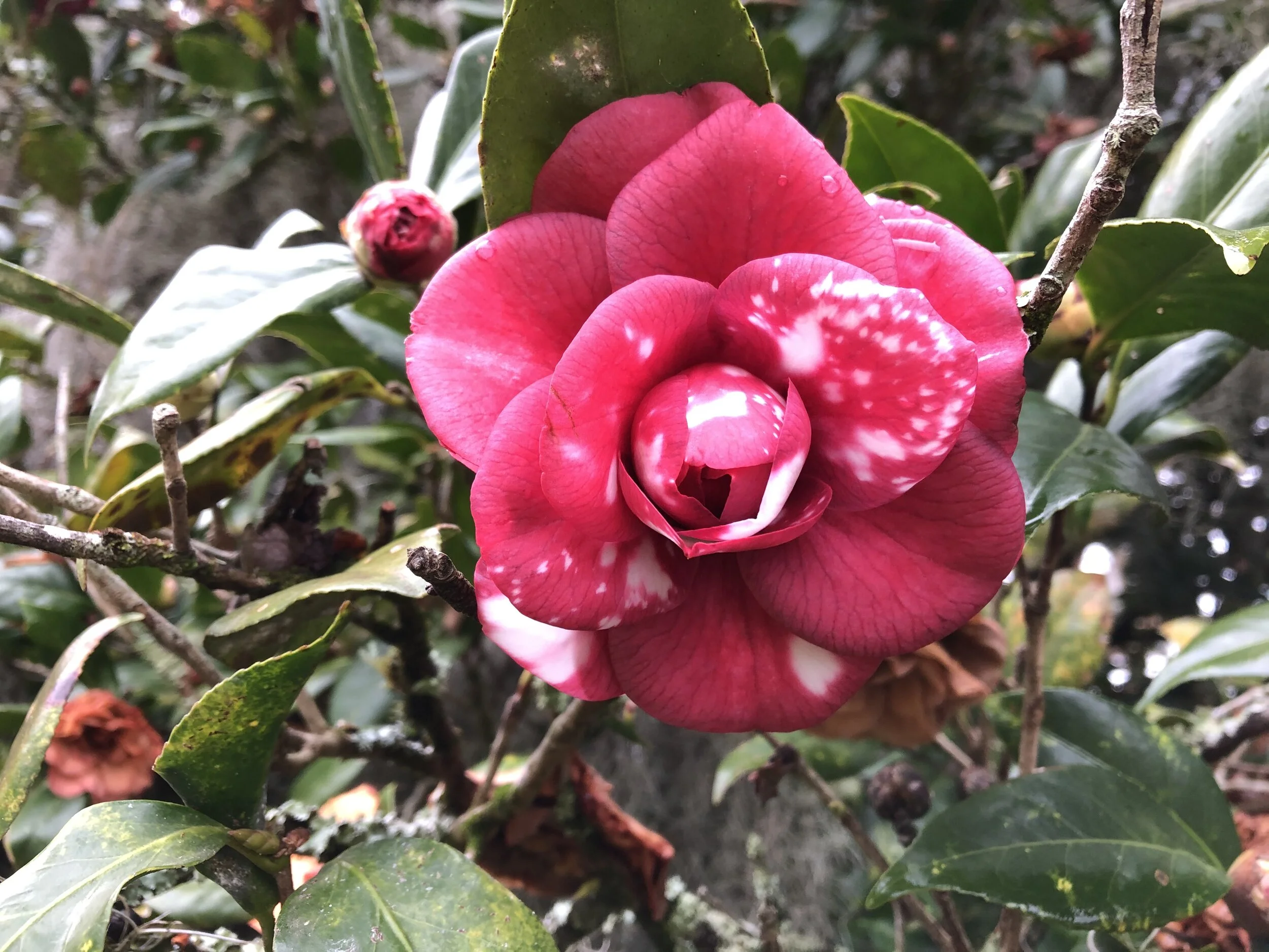 Oak Spring Garden Foundation - Charleston, South Carolina